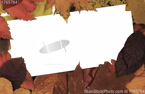 Image of Blank card in leaves