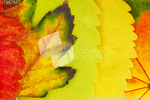 Image of Autumn leaves