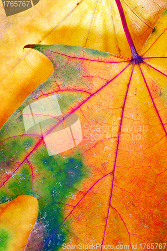 Image of Colorful autumn leaf texture