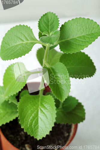 Image of Green leafy houseplant