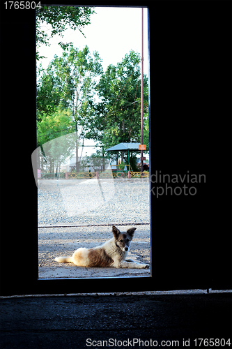 Image of Alert crossbreed dog lying in doorway