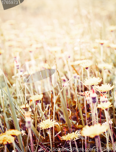 Image of Fields