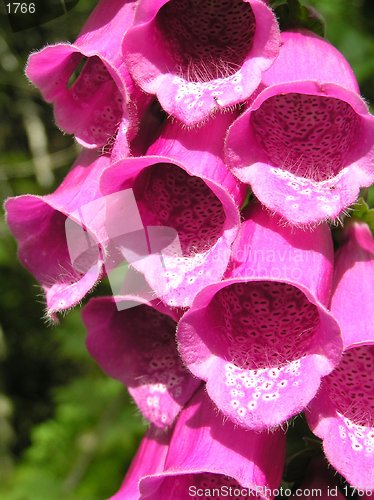 Image of Foxglove