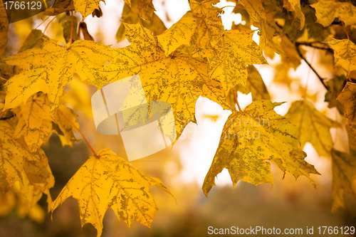 Image of Autumn maple leaves with shallow focus background