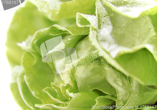 Image of Lettuce