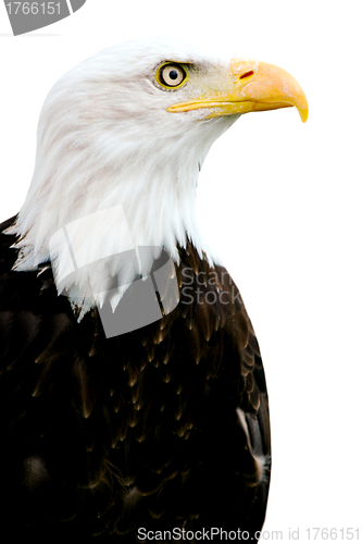 Image of An American Bald Eagle