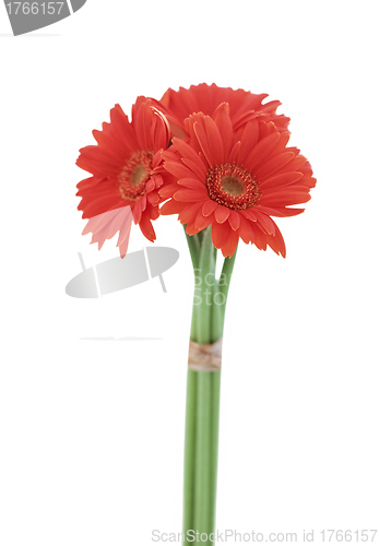 Image of Red gerbera blossom isolated