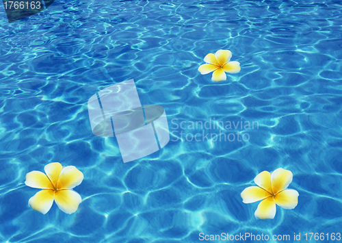 Image of Tropical flower Plumeria alba and seashell in the sea