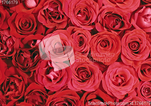 Image of Big bunch of red roses