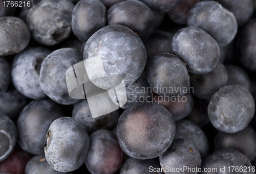 Image of Blue berry