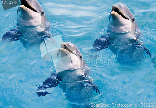 Image of dolphins swim in the pool