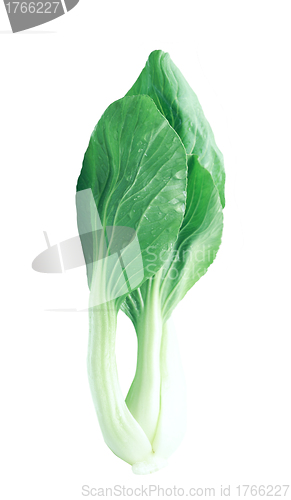 Image of Chinese cabbage