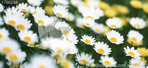 Image of Chamomile