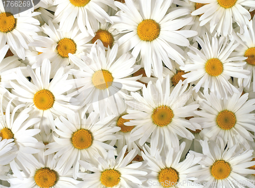 Image of White daisy