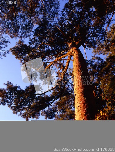 Image of A Pine Tree