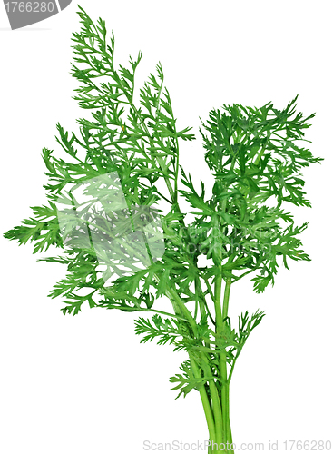 Image of fennel on a white background