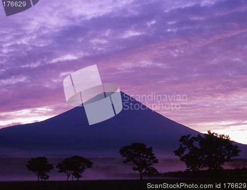 Image of Purple Mist