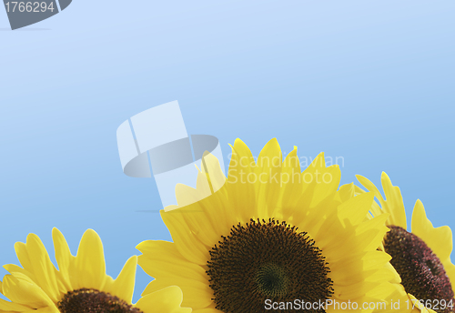 Image of beautiful sunflowers with blue sky