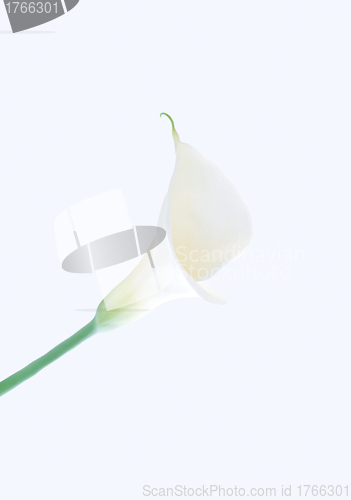 Image of Single calla lily isolated on white background