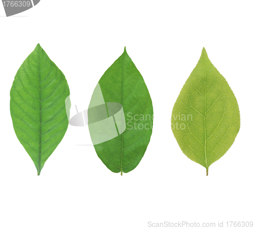 Image of Green leaf