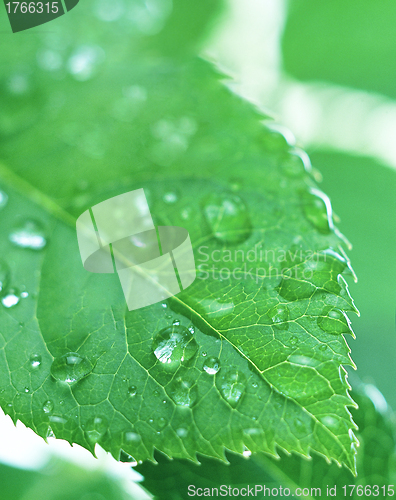 Image of Green leaf with water droplets