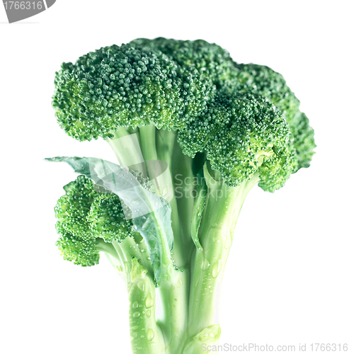 Image of Ripe Broccoli Cabbage Isolated
