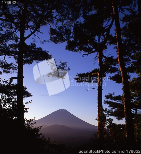 Image of Pine Forest