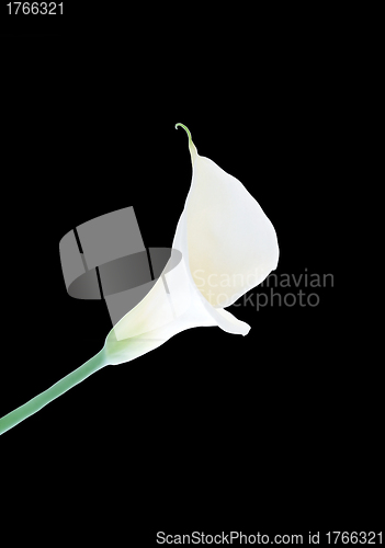 Image of calla lily isolated