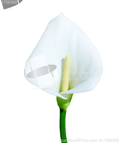 Image of Single calla lily isolated on white background