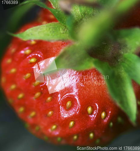 Image of Detailed surface shot of a fresh strawberry