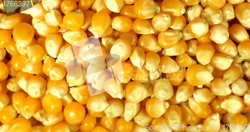 Image of Corn seed texture, agriculture background