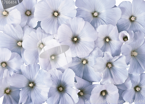 Image of white cosmea flower