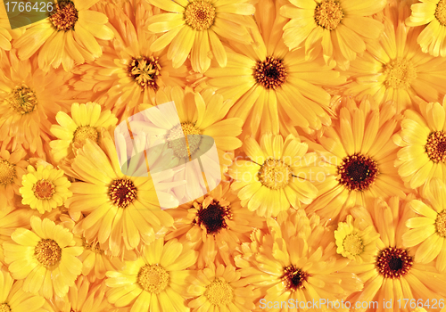 Image of Yellow daisy-gerbera as background and pattern