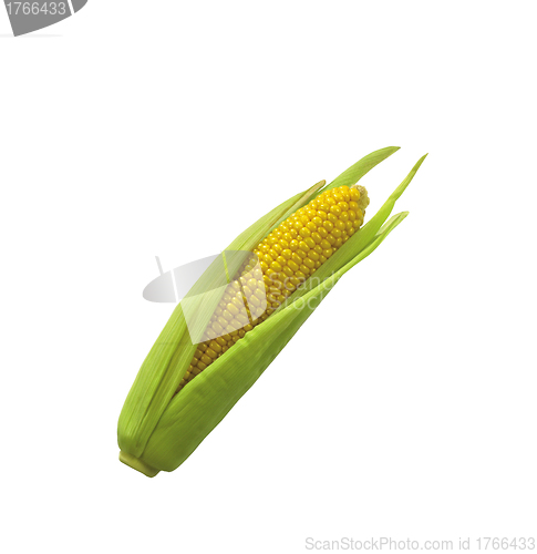 Image of Sweet Corn, Maize On White Background