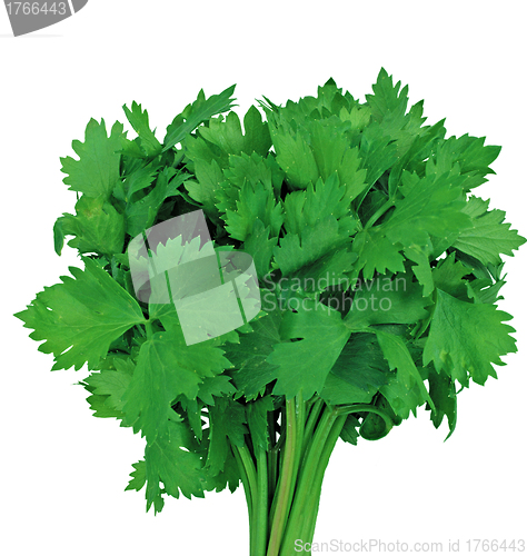 Image of green leaves of parsley isolated on white background