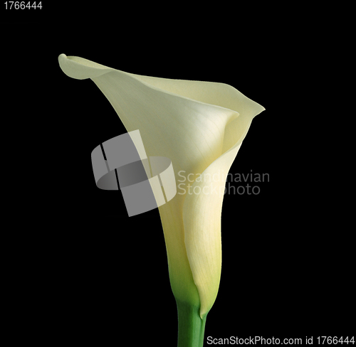 Image of White calla with elegant curves isolated on black