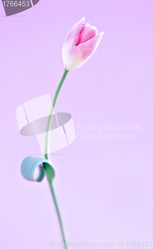 Image of Flower pink orchid - phalaenopsis isolated over white