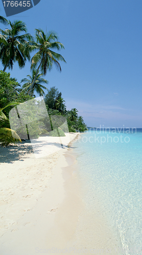 Image of Caribbean sea and coconut palm