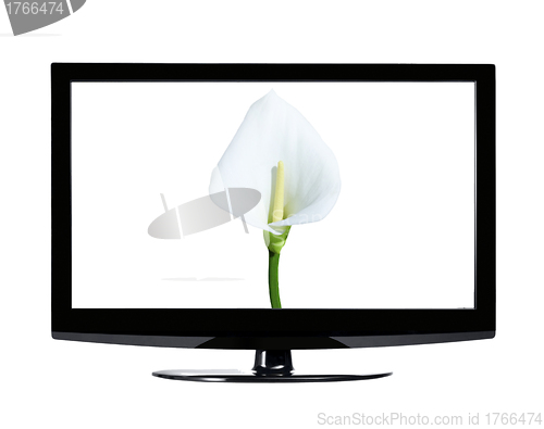 Image of Single calla lily in lcd isolated on white background