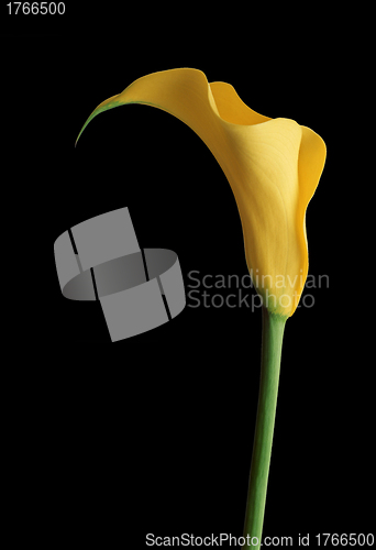 Image of yellow calla
