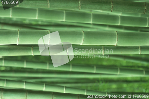Image of Zen bamboo