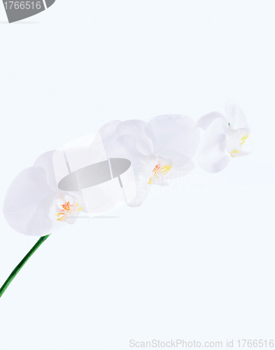 Image of orchid flower on white