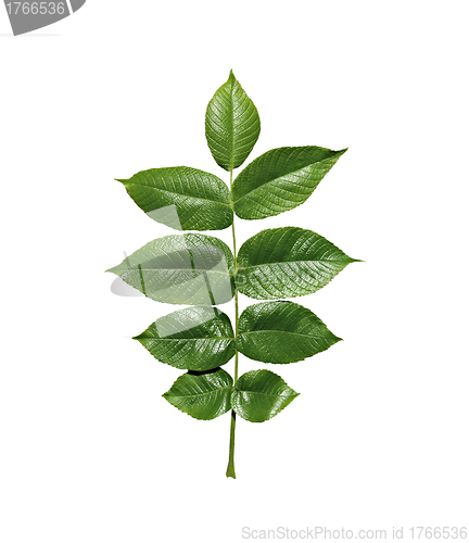 Image of Green leaf