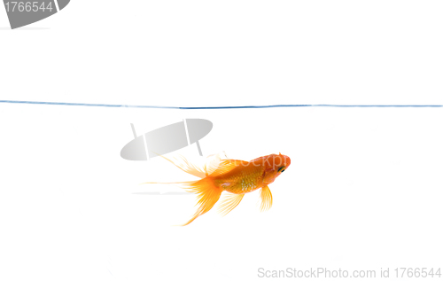 Image of Red fish