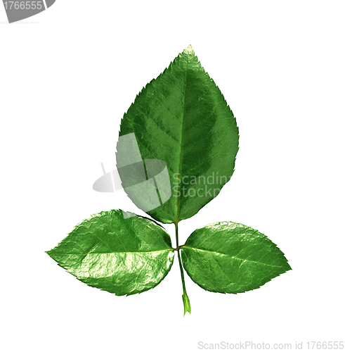 Image of Green small leaves on the white background