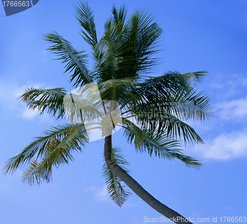 Image of Dream scene. Beautiful palm tree over white sand beach