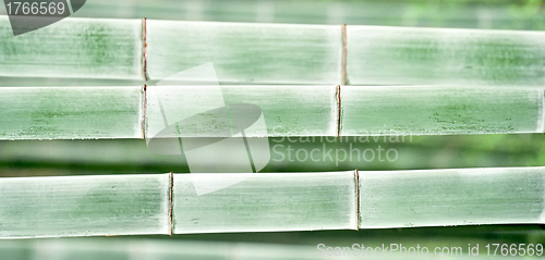 Image of bamboo background