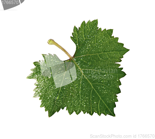 Image of grape leaf