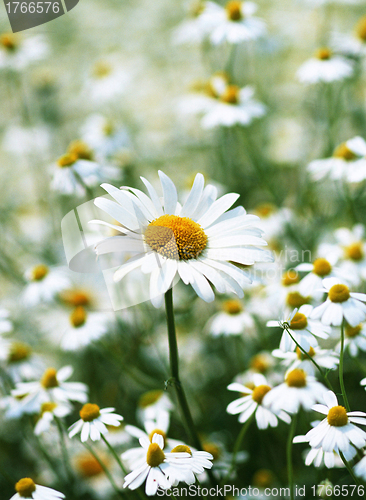 Image of daisies in a field, macro