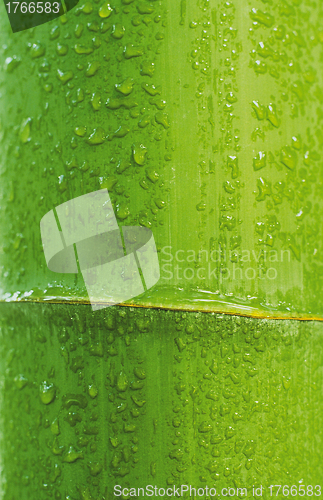 Image of bamboo background